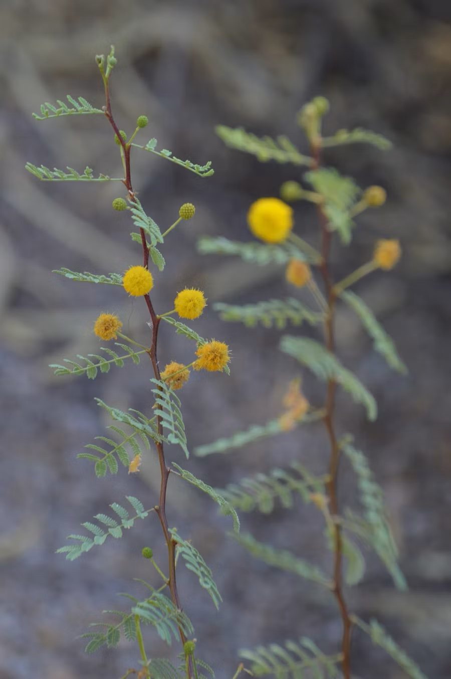 Wispy wattle branches against soft bushland