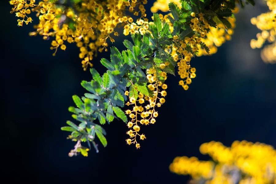 Golden wattle blooms lit against a dark background