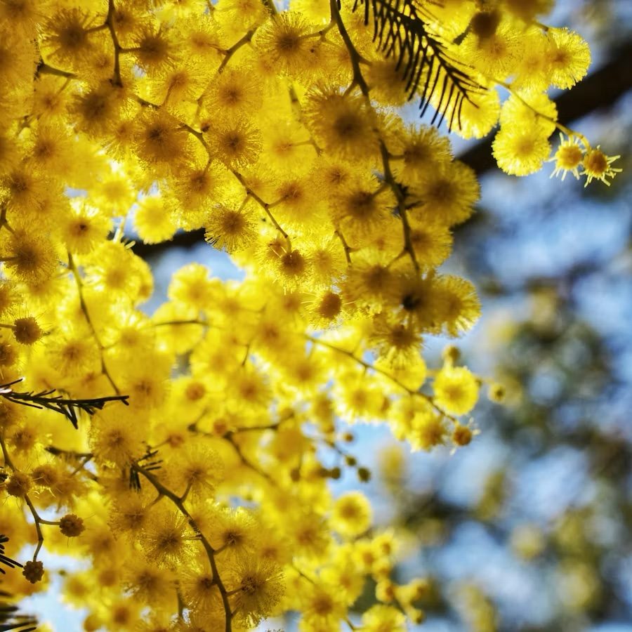 Golden wattle blossoms backlit against a blue sky