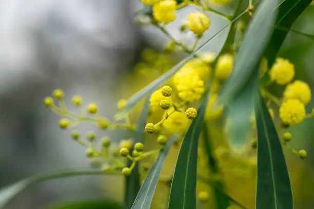 A single flowering wattle stem
